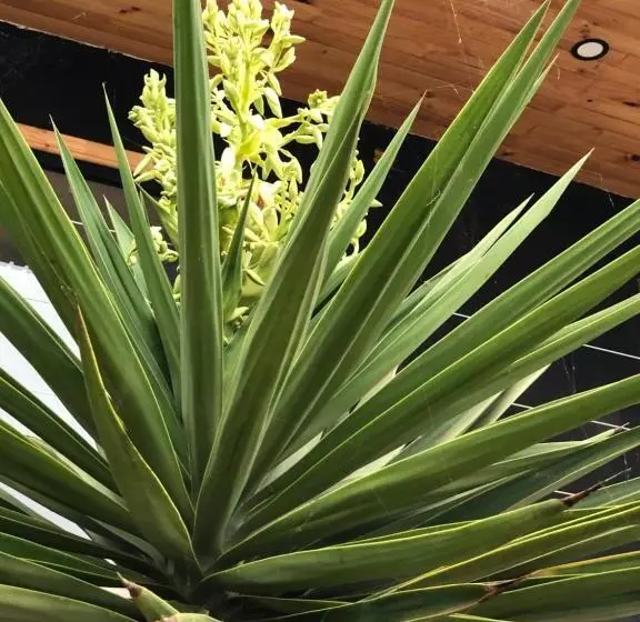 Majatalo Chagual Los Vilos Lodging