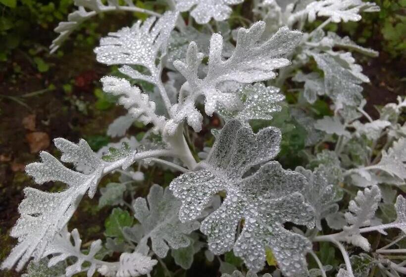 住宿加早餐  Rue Du Château