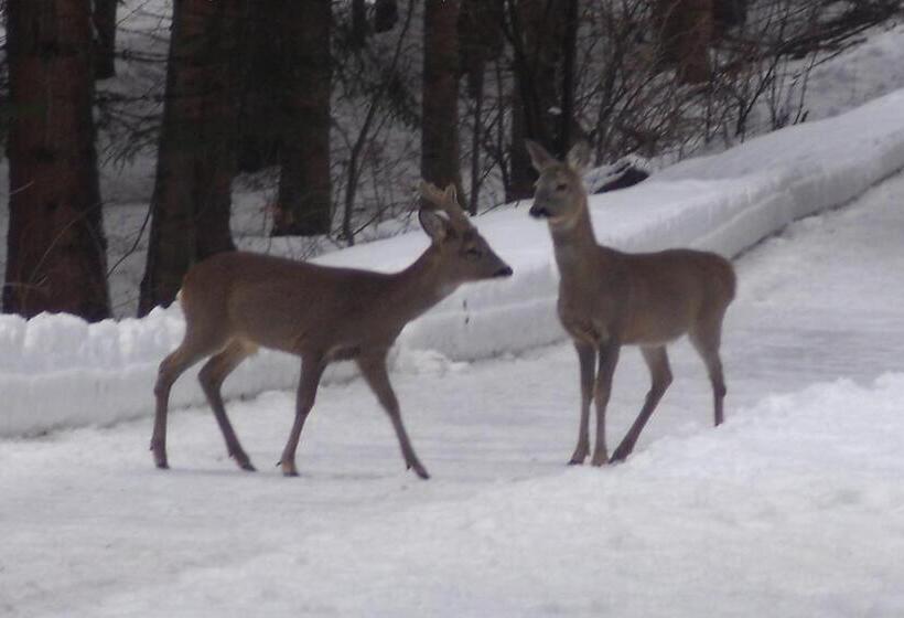 هتل Meublè Barancio