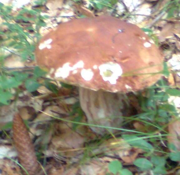 هتل Meublè Barancio