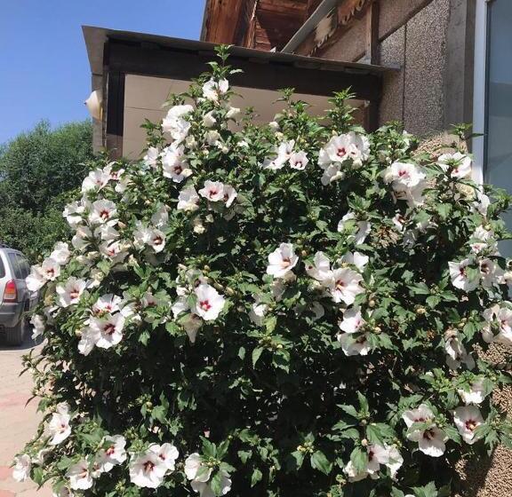 پانسیون Guest House Baian Suluu