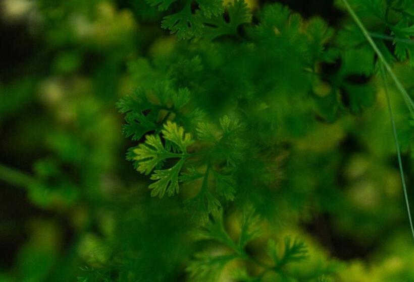 אתר נופש Amaya