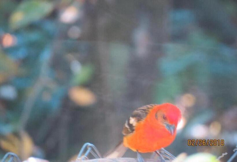 تختخواب و صبحانه Creadora