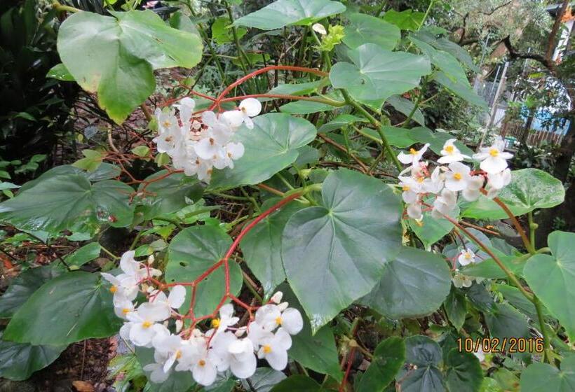 تختخواب و صبحانه Creadora