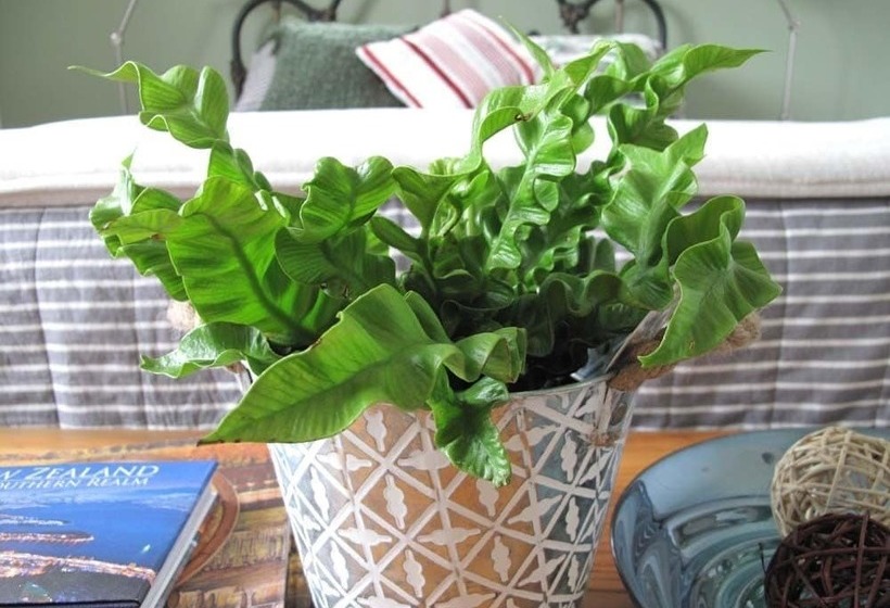 تختخواب و صبحانه Vines On Bannockburn