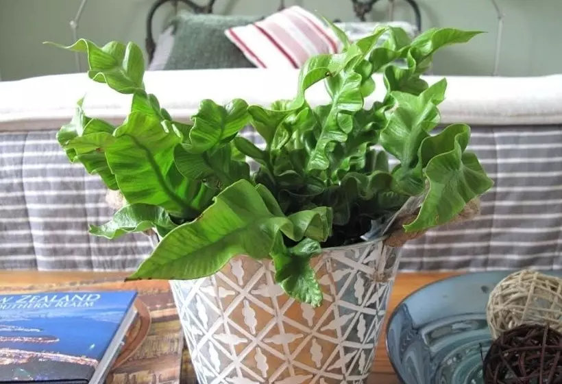 ベッドアンドブレックファースト Vines On Bannockburn