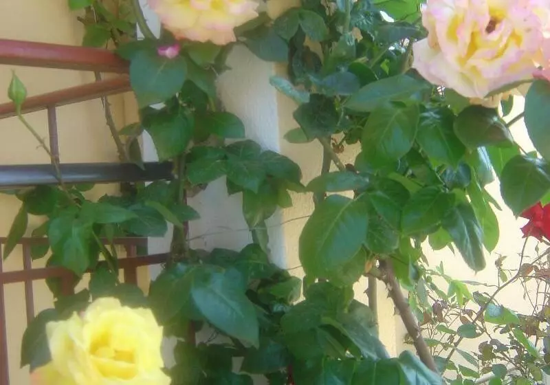 Hotelli Roda Pearl Resort