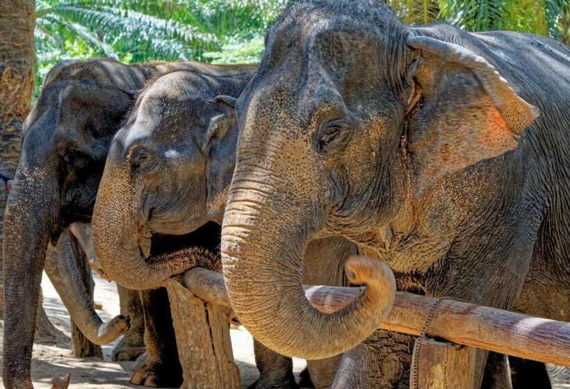 Dusit Phuphaya Resort