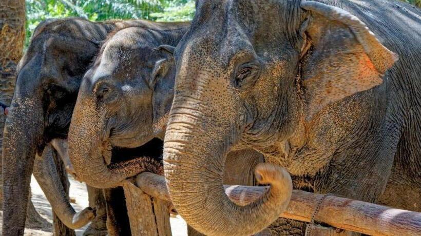 Dusit Phuphaya Resort