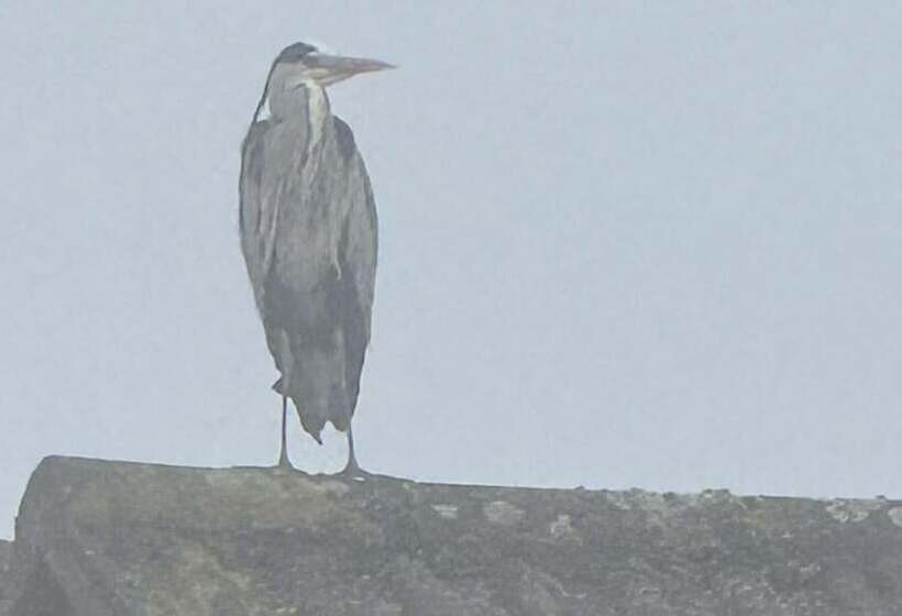 레지던스 Tranquil Retreat At Oak Lodge   Swimming Pool
