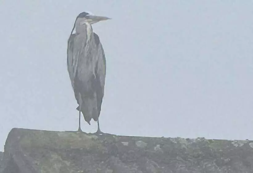 レジデンス Tranquil Retreat At Oak Lodge   Swimming Pool
