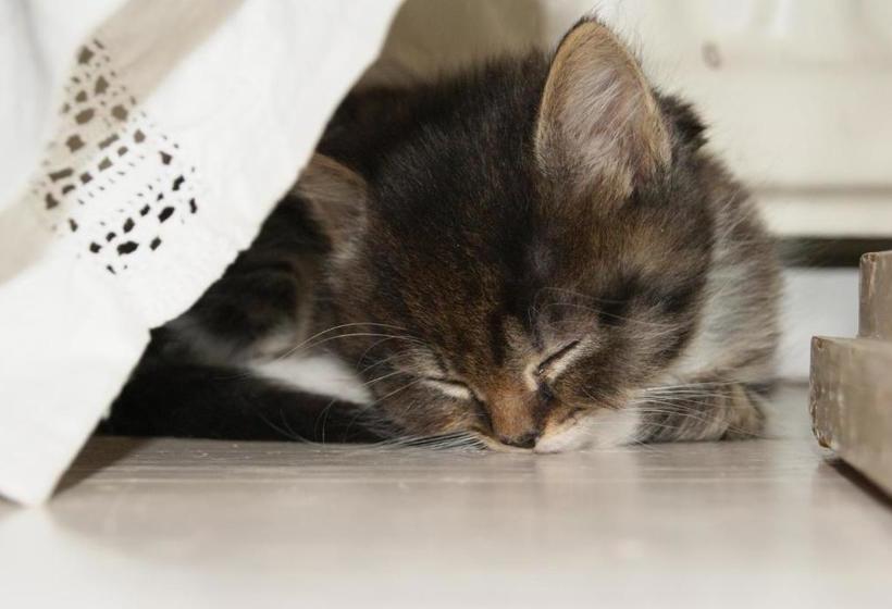 住宿加早餐  Brinkin Wanha Pappila