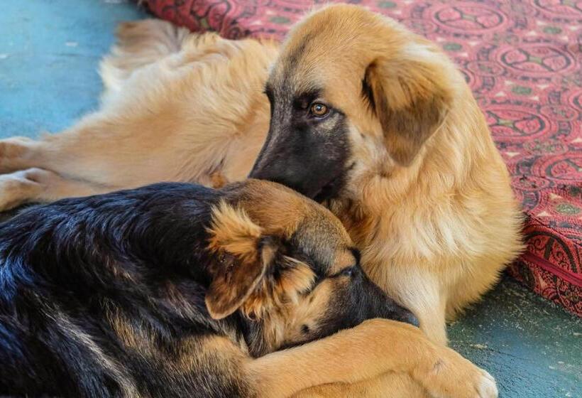 فندق Seasons Lodge Zanzibar