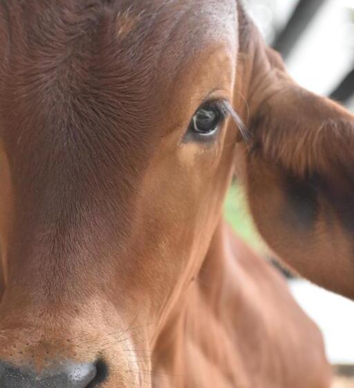 Kynzha Cañon Del Combeima