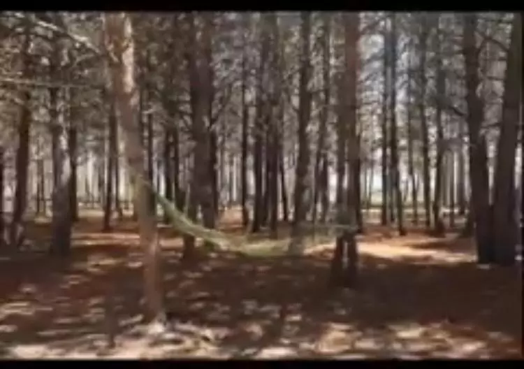 домик в лесу