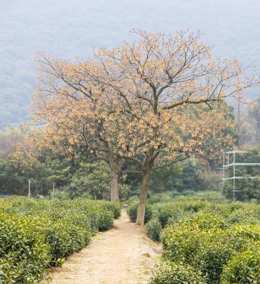 酒店 Blossom House Suzhou