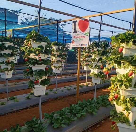 هتل D Lite Cottage