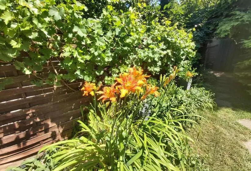 پانسیون Newmidi Studio Terrace, Wifi