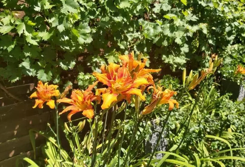 پانسیون Newmidi Studio Terrace, Wifi