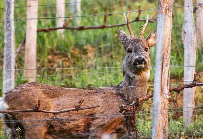 Пансион Beáta Vendégház