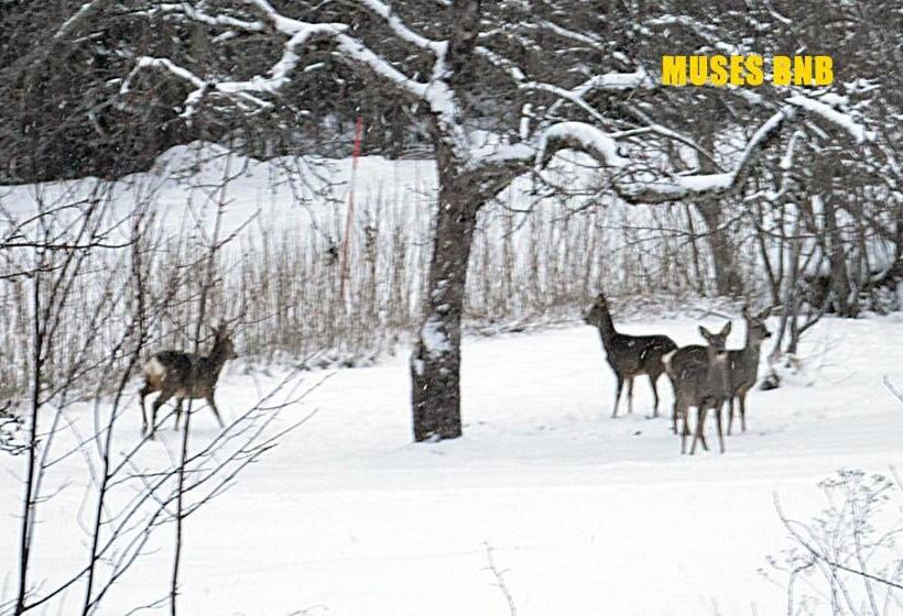 Muses Bnb Bed & Breakfast