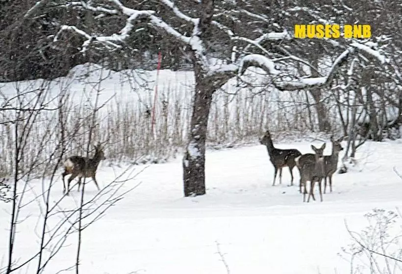 Muses Bnb Bed & Breakfast