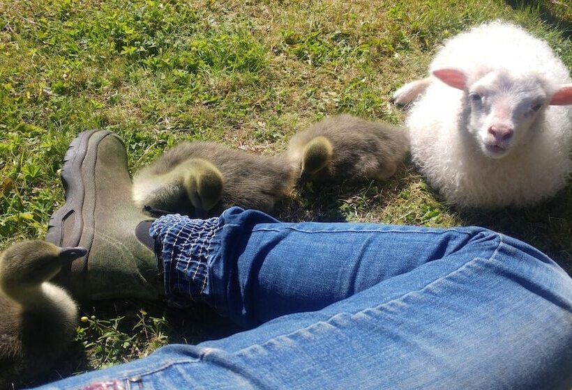 هاستل Ytra Lón Farm Lodge