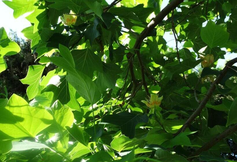 צימר Budai Panzió