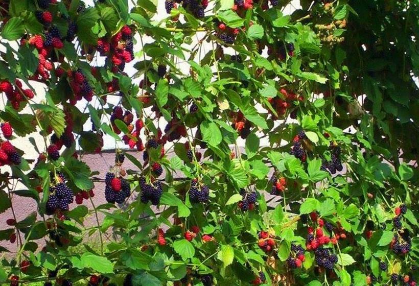 צימר Budai Panzió