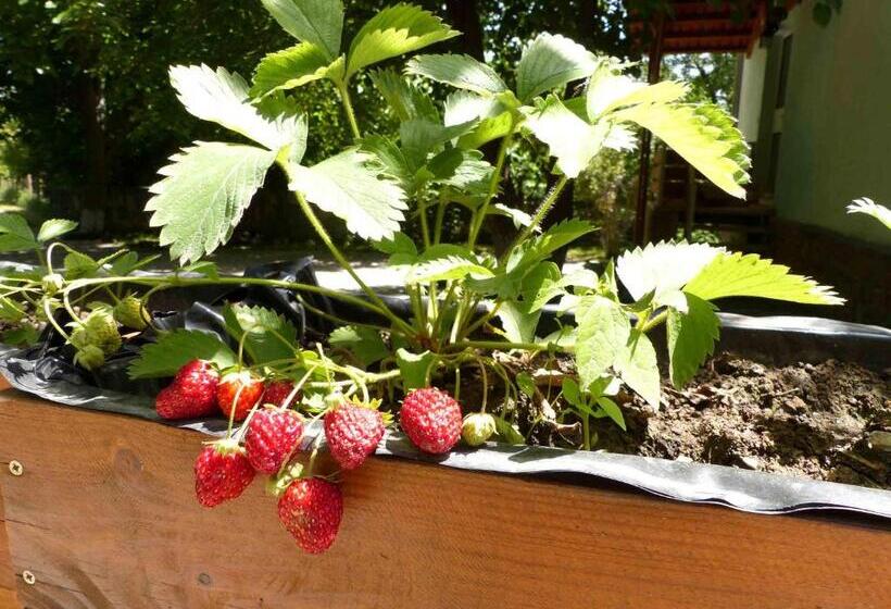 تختخواب و صبحانه Green Stone Boutique