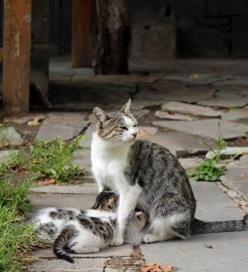 تختخواب و صبحانه Green Stone Boutique