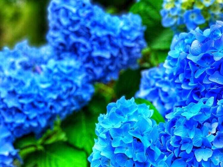 ريوكان Kinosato Yamanoyu