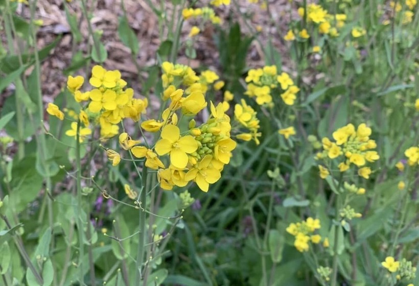 ريوكان Kinosato Yamanoyu