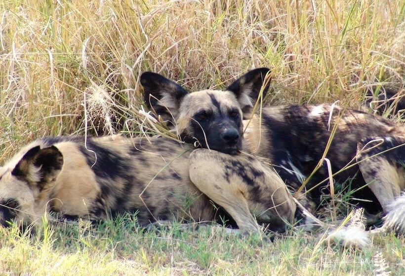 هتل Island Safari Lodge