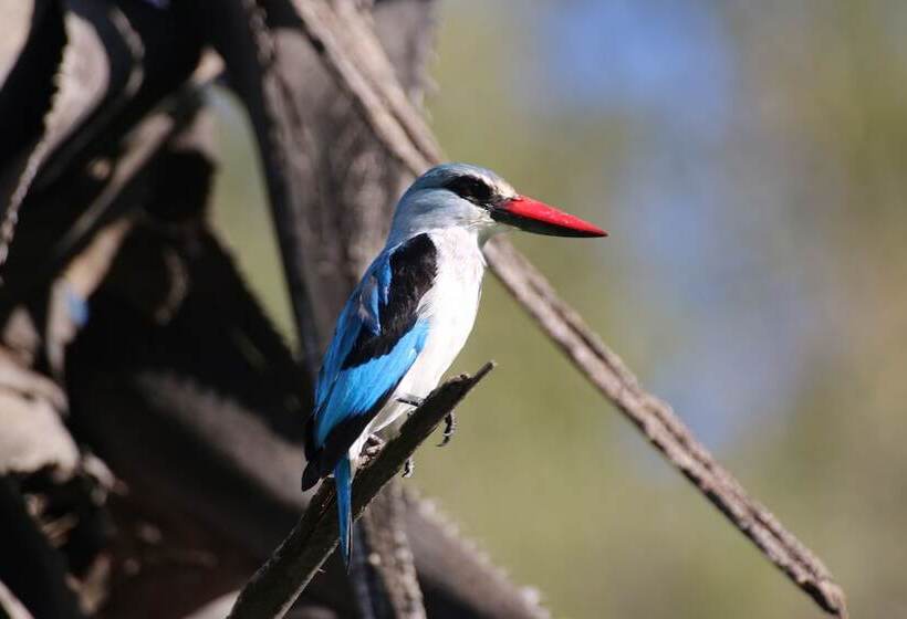 هتل Island Safari Lodge