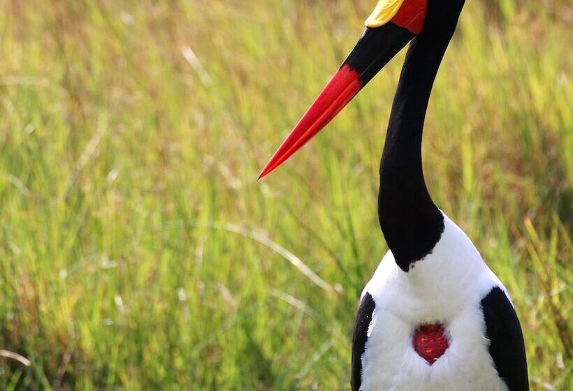 هتل Island Safari Lodge