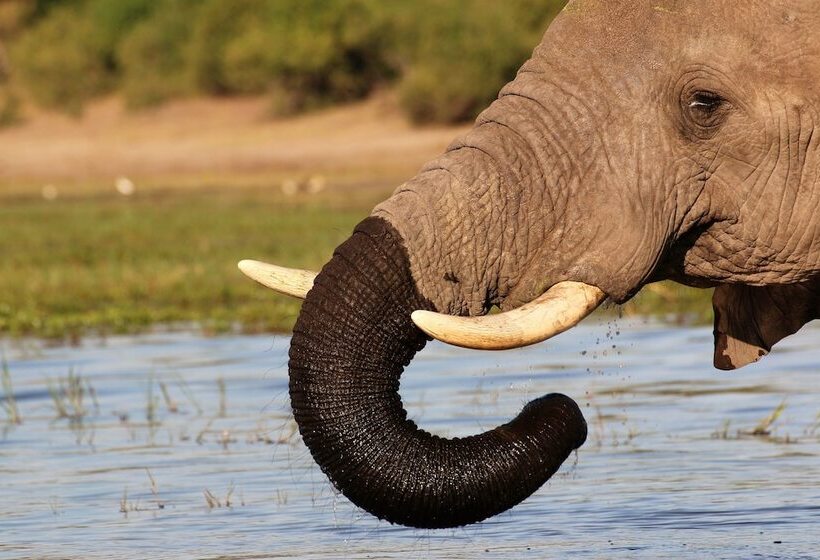 هتل Island Safari Lodge