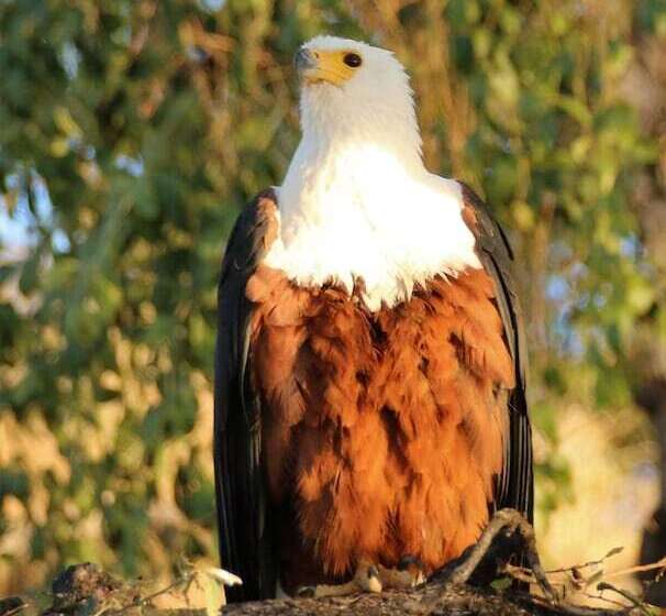 هتل Island Safari Lodge