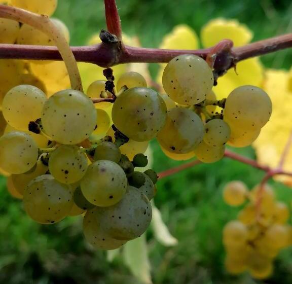 בית מלון כפרי Weingut Tiliahof