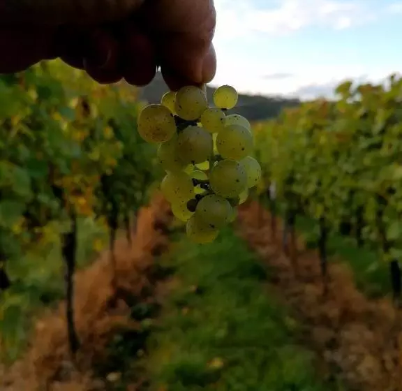 ホテル Weingut Tiliahof