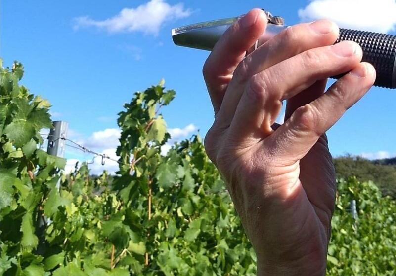 בית מלון כפרי Weingut Tiliahof