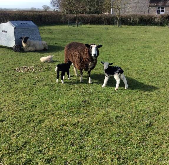 住宿加早餐 Poplar Farm