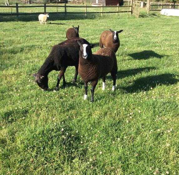 住宿加早餐 Poplar Farm