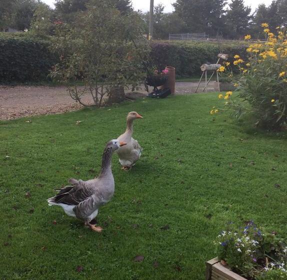 住宿加早餐 Poplar Farm