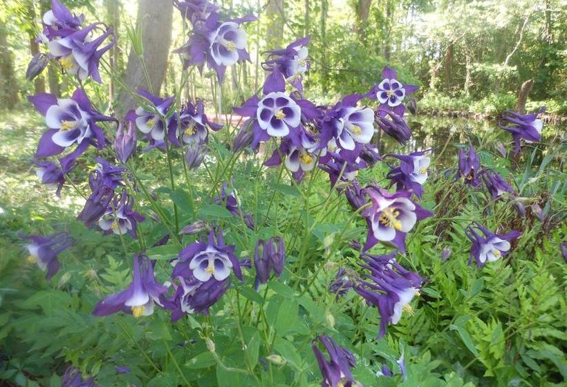 مبيت وإفطار The Pond House Inn