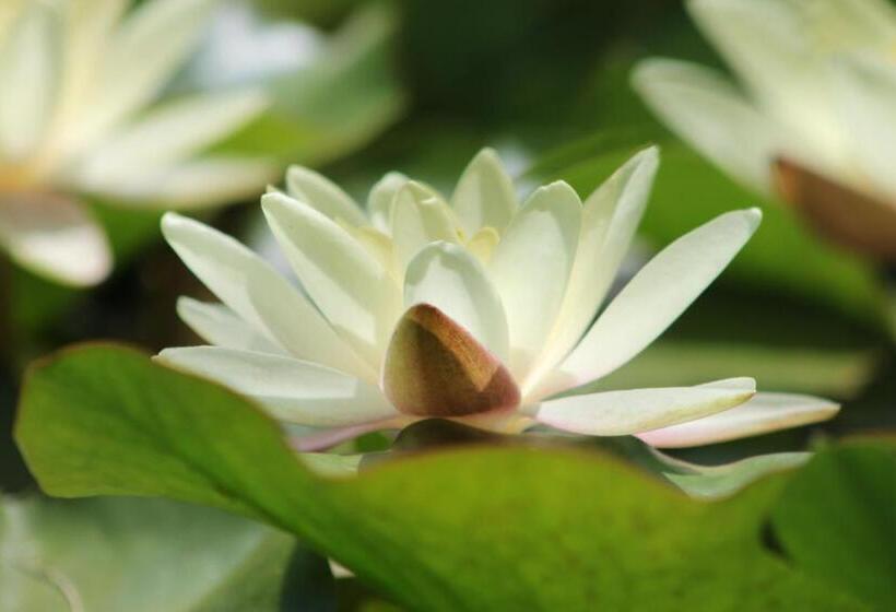 Отель & Residence Rebhof