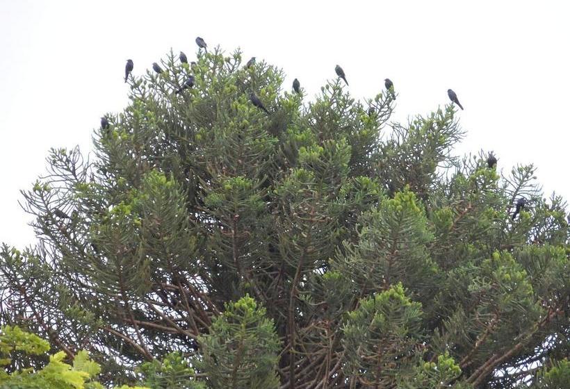 مبيت وإفطار Mdoni House Guest Lodge