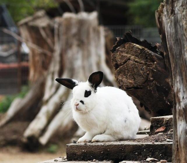 Hotel Gasthof Schönau