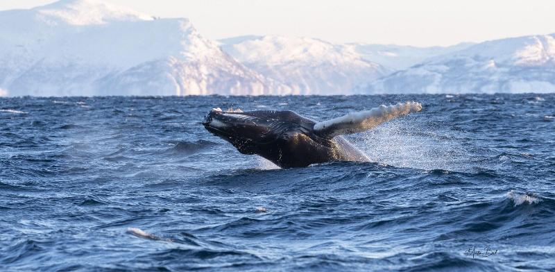 בית מלון כפרי L Maritim Skjervoy