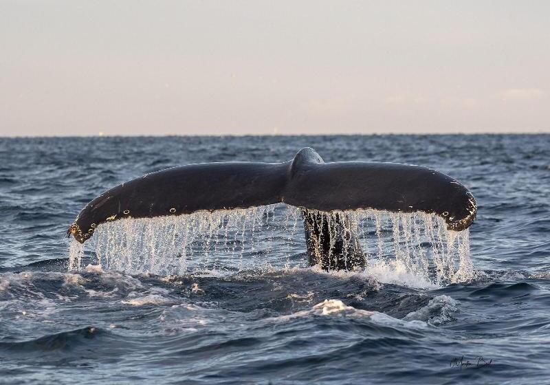 בית מלון כפרי L Maritim Skjervoy